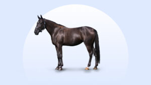 American Standardbred