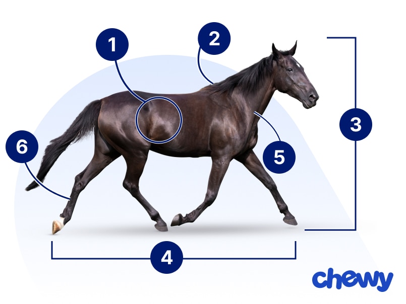 Photo of a American Standardbred