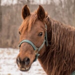 Morgan Horse in the snow