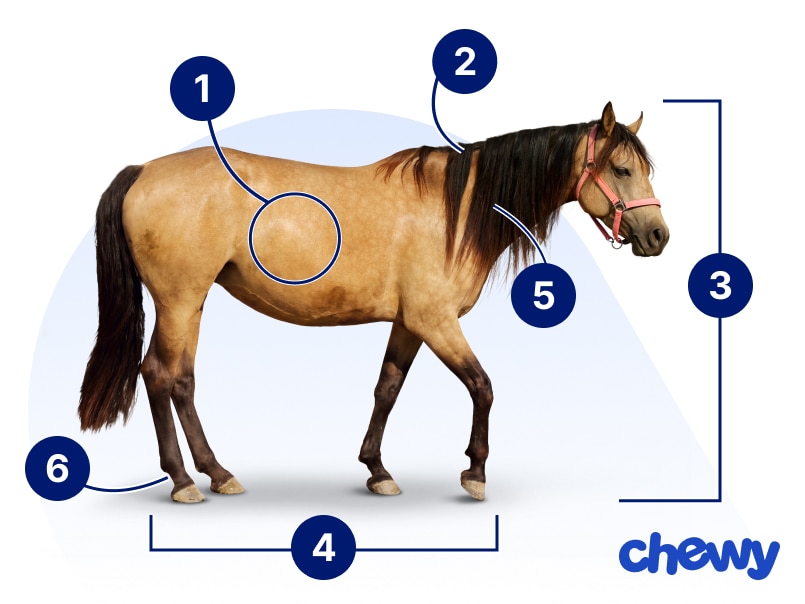 Photo of a Morgan Horse