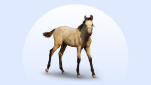 Morgan Horse