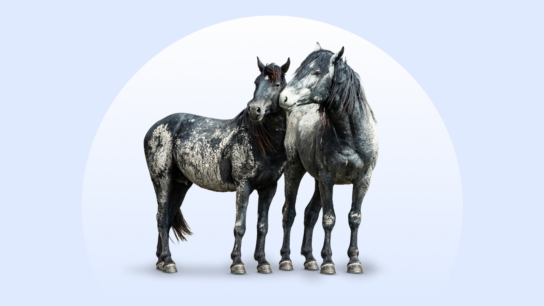 Mustang horses