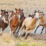 Wild Horses Running Utah USA