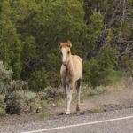 Pryor Mountain Wild Horses mustang foal