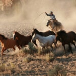 Roping wild mustang at dawn