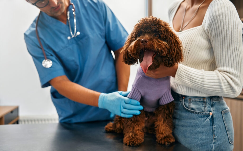 heart block in dogs; a dog sits at the vet for an exam.
