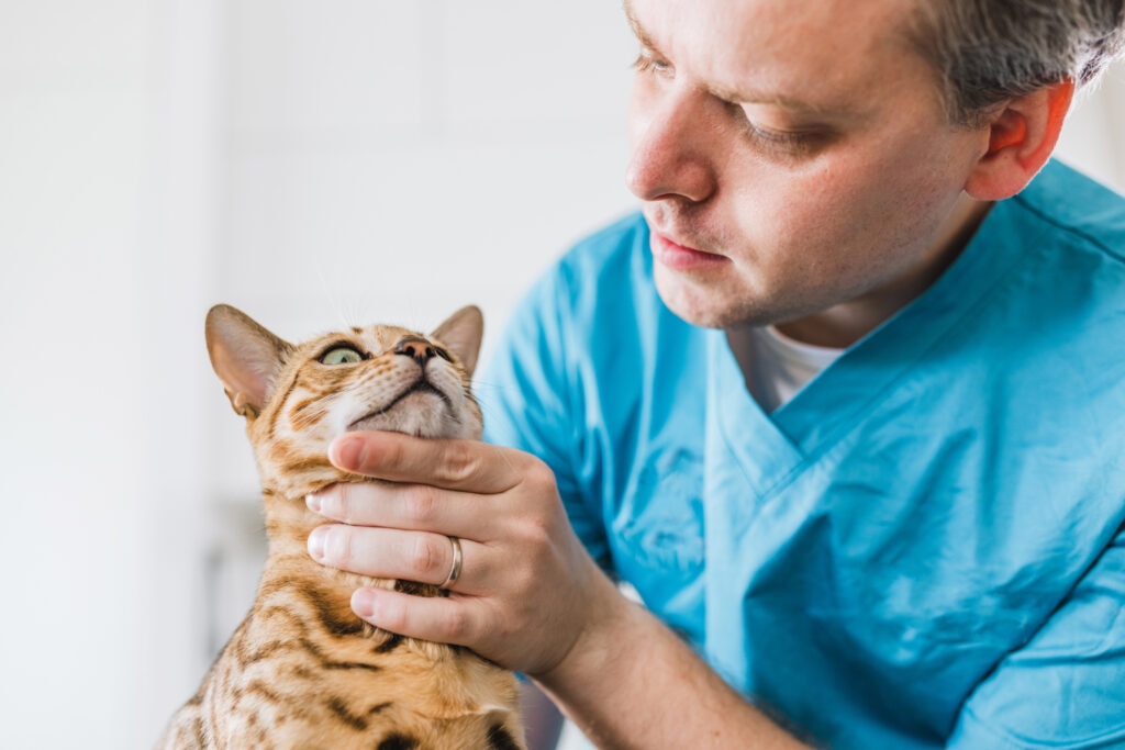 synechiae in cats; a cat is examined by a veterinarian.