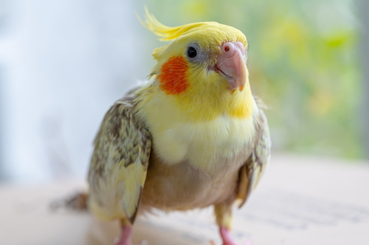 Close up of a yellow and gray cockatiel perched on a light brown surface
