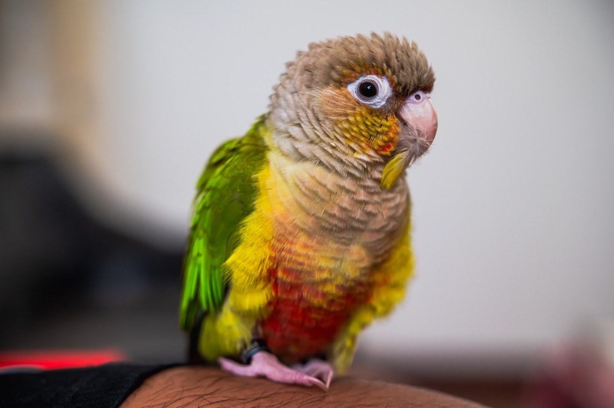  Cute green-cheeked conure perched on owner at home