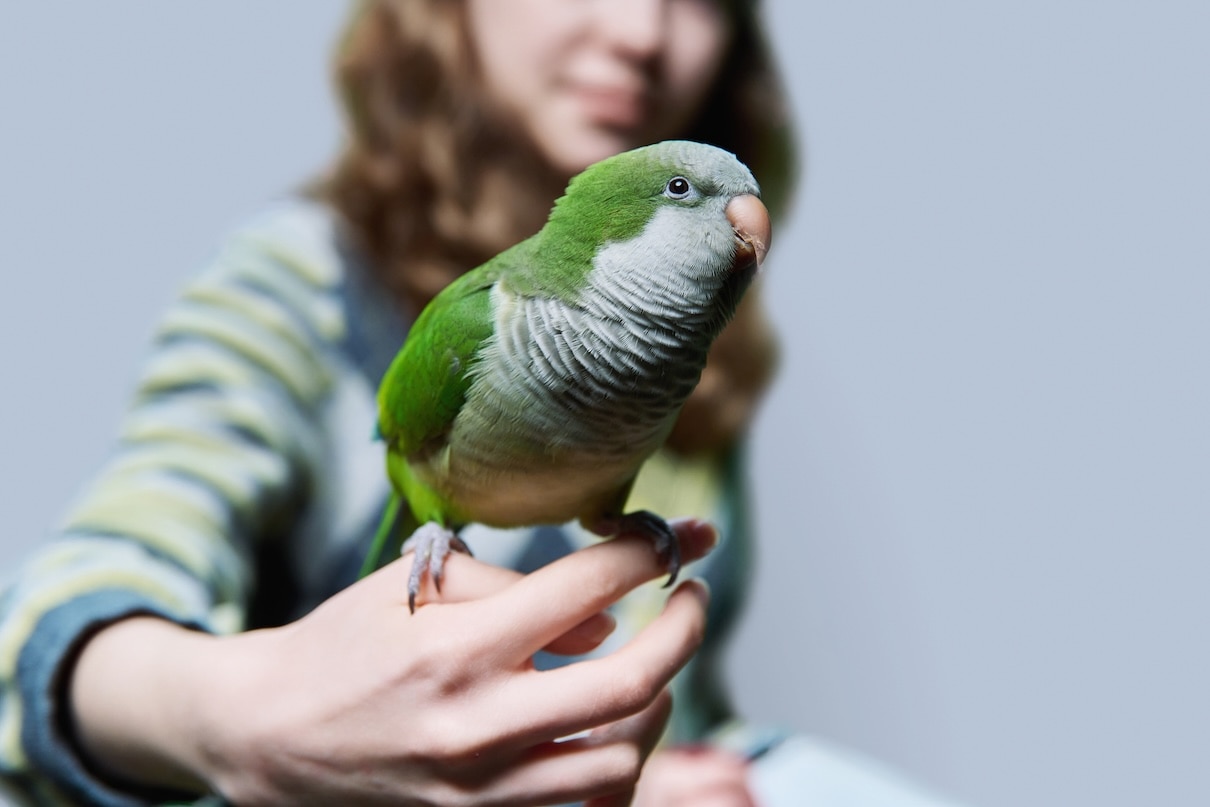 Green Quaker parrot sitting on girl's hand