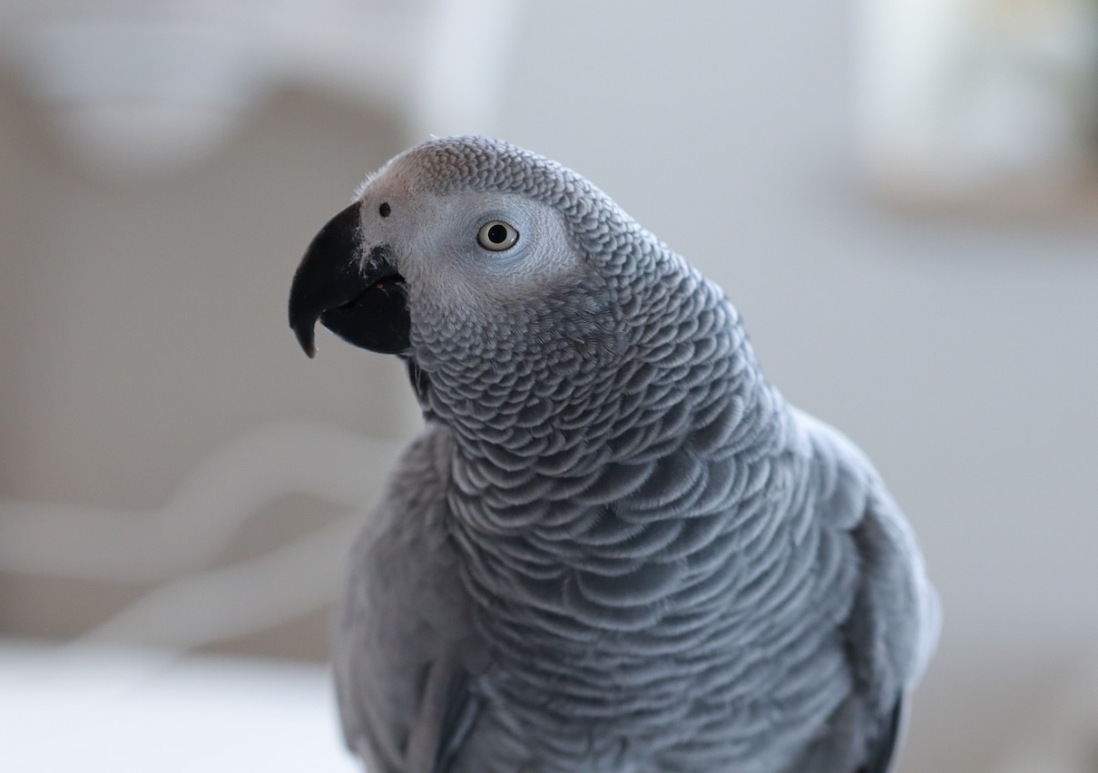 Close-up portrait of an African grey parrot
