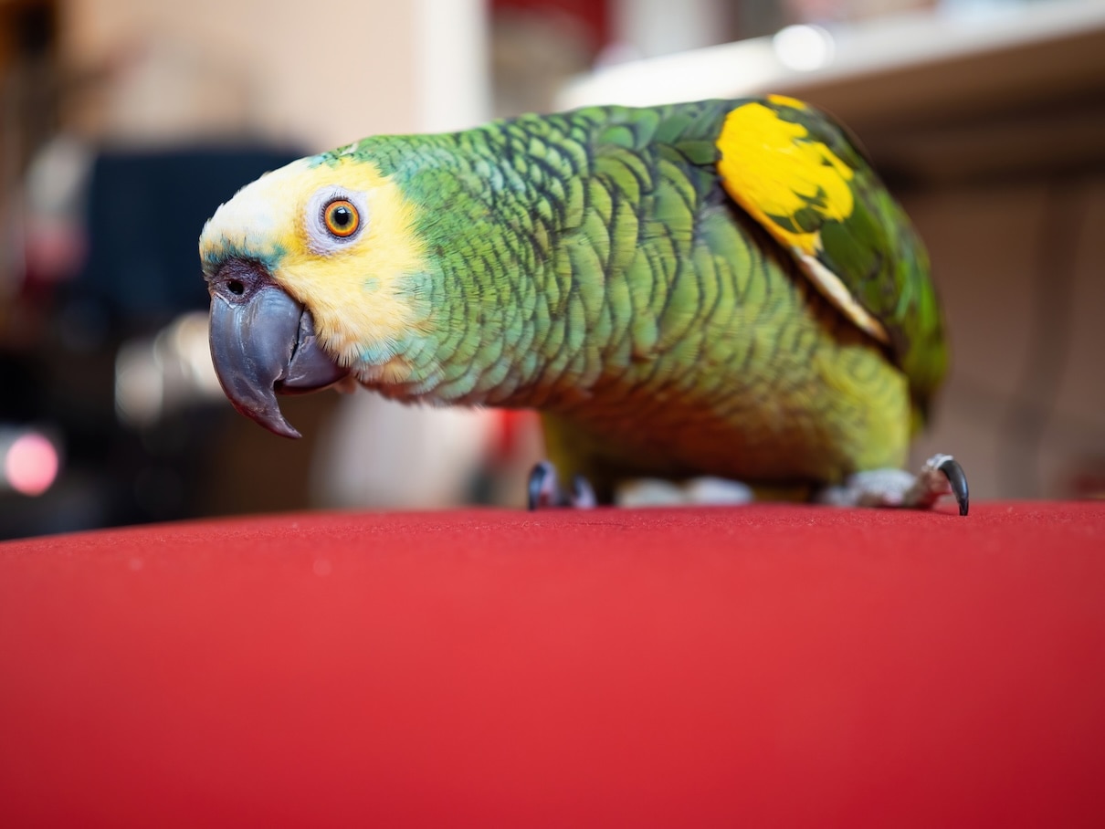 Turquoise-fronted amazon parrot inside an apartment