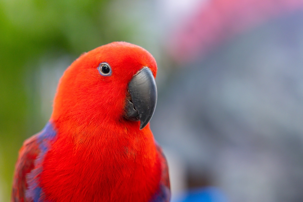 Close-up of a bright red and blue eclectus parrot