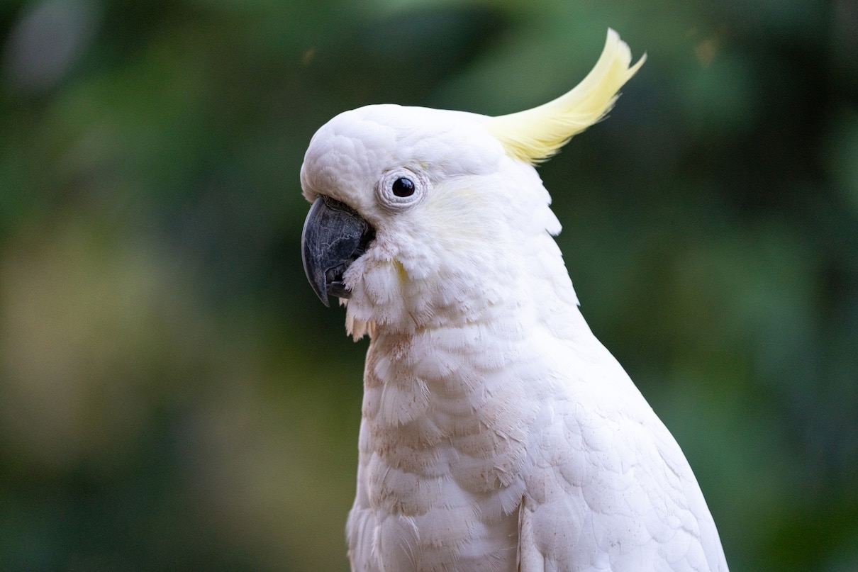 A sulphur-crested cockatoo perched gracefully on a branch