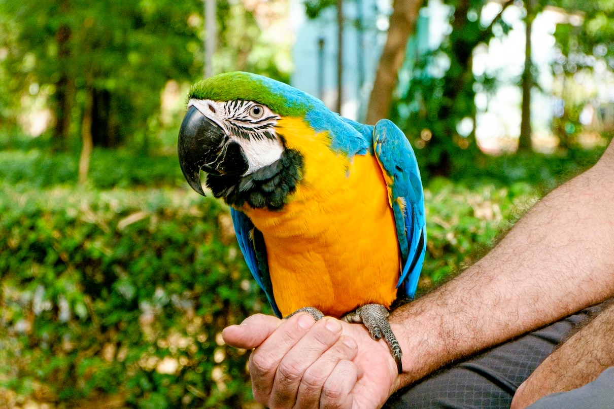 Domestic macaw with its caregiver