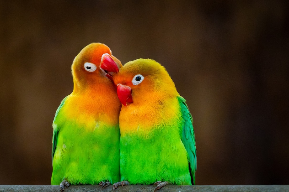 Two colorful lovebirds cuddling together 