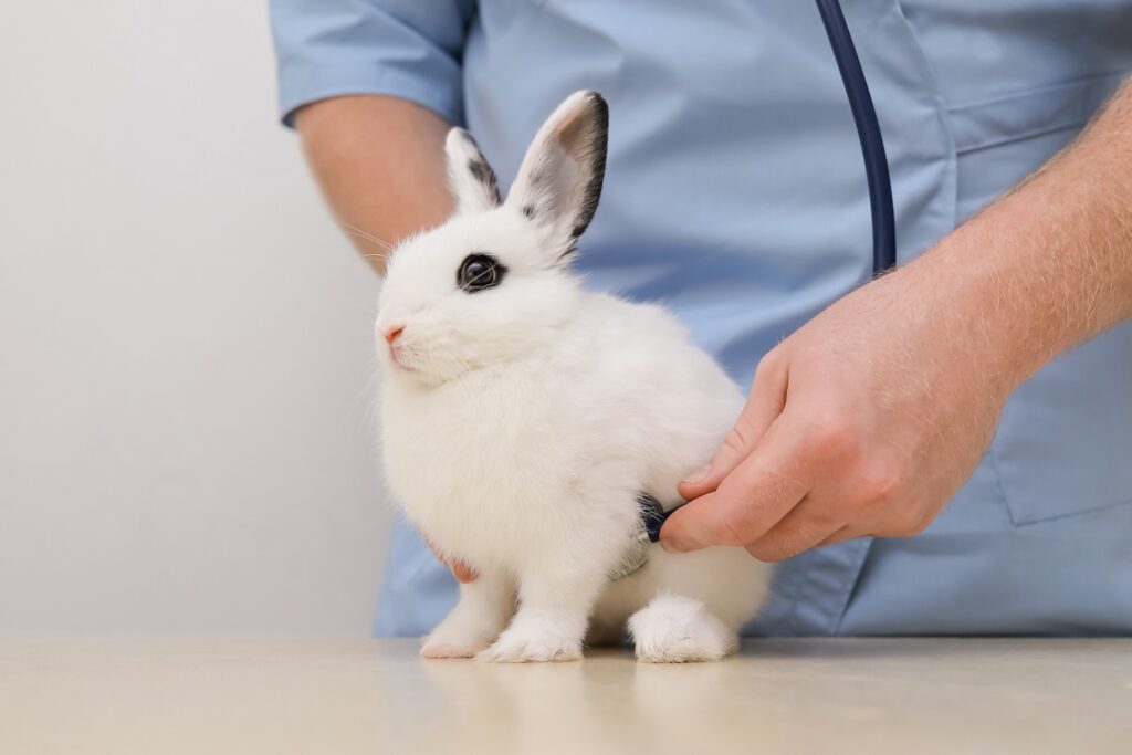 Rabbit with diarrhea getting checked by the vet