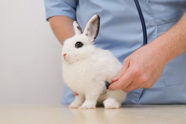Rabbit with diarrhea getting checked by the vet