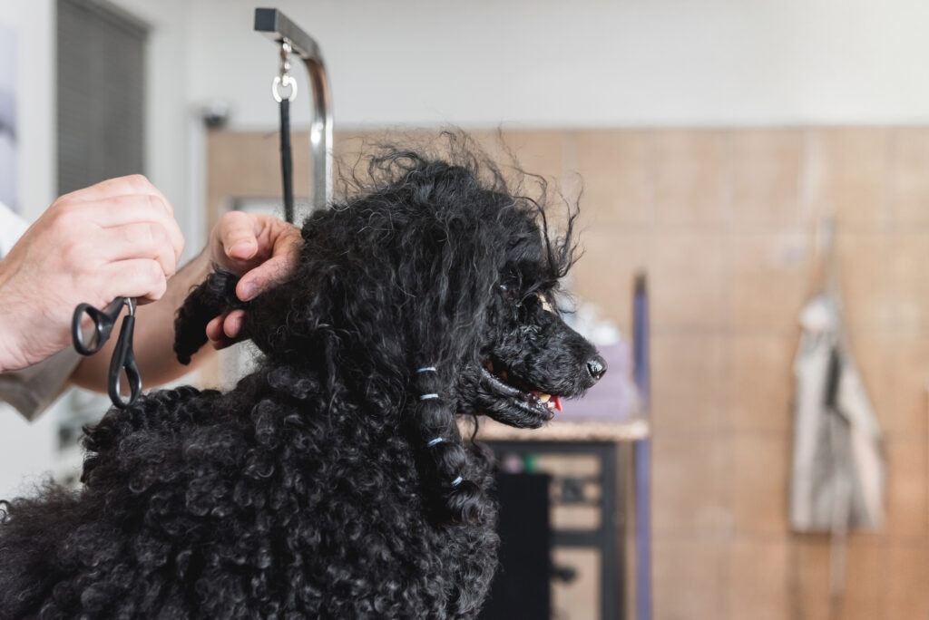 how to handle matting in dogs and cats; a dog is groomed by a groomer.