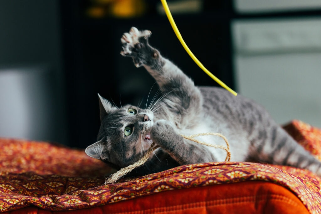 secrets to keeping your indoor cat happy; an indoor domestic cat plays with a toy.