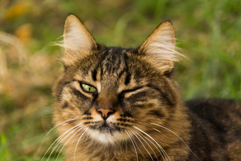 do cats blink; a cat sits outside and blinks.