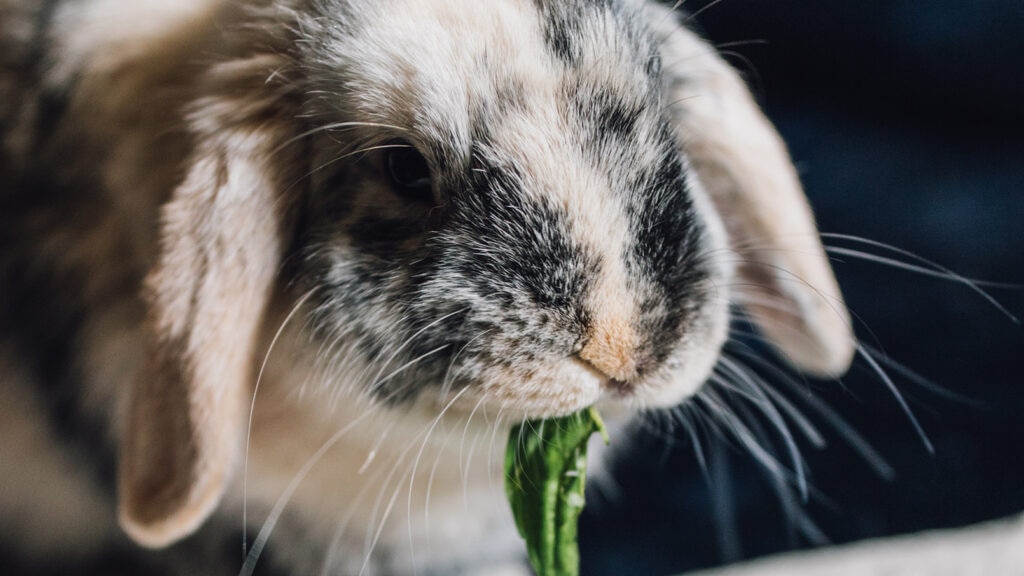 can rabbits eat basil: rabbit chewing on basil leaf