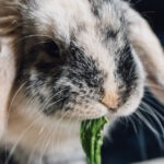 Can Rabbits Eat Basil?