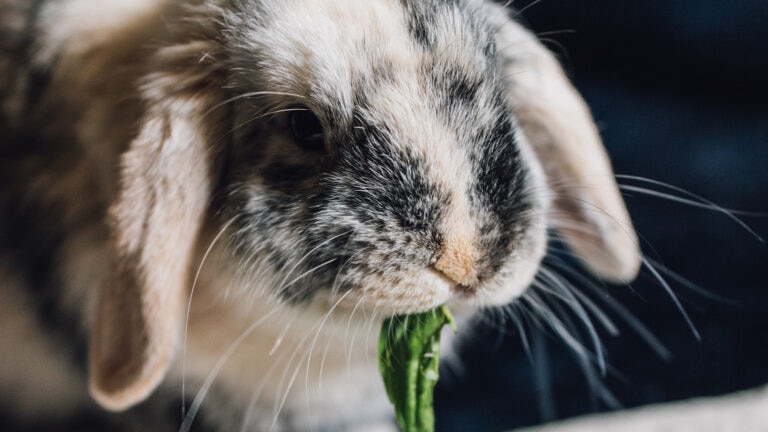 can rabbits eat basil: rabbit chewing on basil leaf