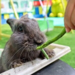 Can Rabbits Eat Green Beans?
