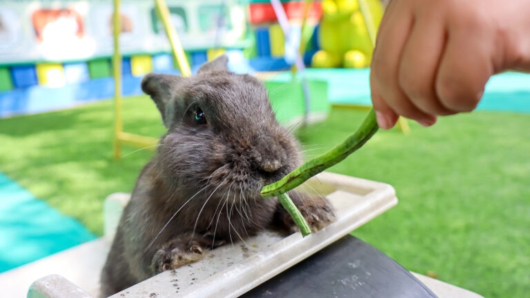 can rabbits eat green beans: bunny eating green bean