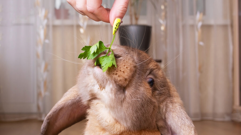 can rabbits eat parsley: bunny sniffing parsley