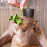 Can Rabbits Eat Parsley?
