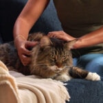 Heart Disease in Cats: Signs, Causes, and Treatment