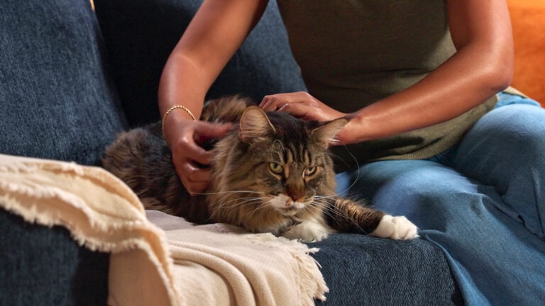 heart disease in cats: pet parent petting cat on couch