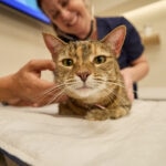 High Blood Pressure in Cats: Signs, Causes, and Treatment