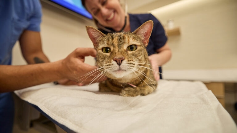 high blood pressure in cats: cat at chewy vet clinic
