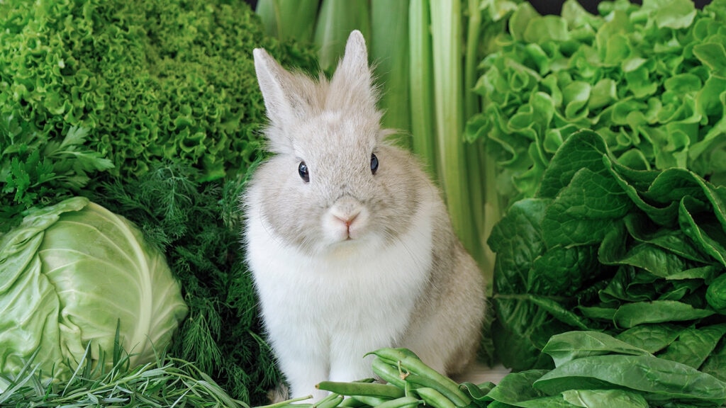 can rabbits eat brussels sprouts: bunny surrounded by greens
