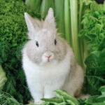 Can Rabbits Eat Brussels Sprouts?