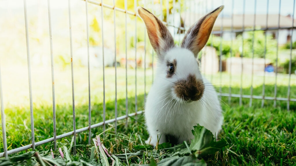 can rabbits eat cantaloupe: rabbit outdoors