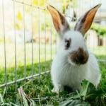 Can Rabbits Eat Cantaloupe?
