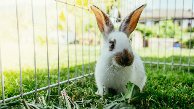 can rabbits eat cantaloupe: rabbit outdoors