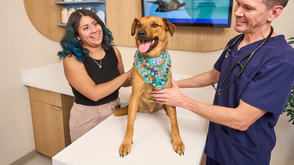 hypothyroidism in dogs: dog at chewy vet clinic