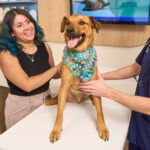 Hypothyroidism in Dogs: Signs, Causes, and Treatment