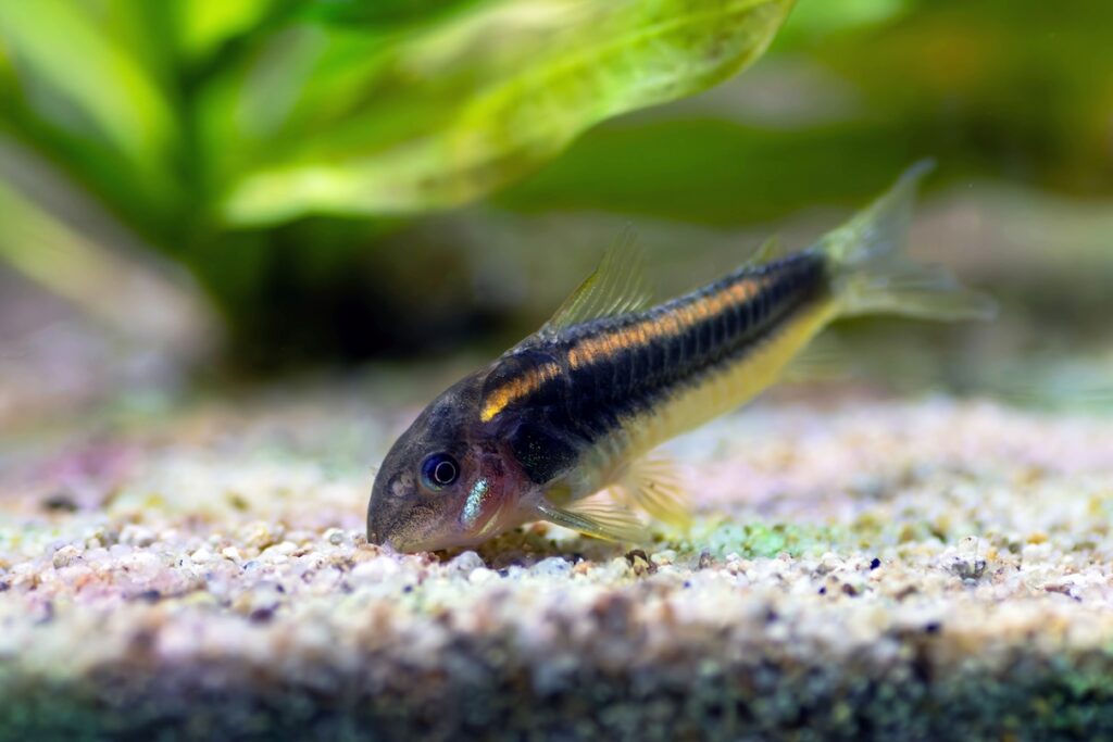 Gold Laser corydoras catfish cleaning the bottom of a freshwater tank.