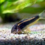 What Are the Best Aquarium Cleanup Crews?