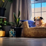 Are Snake Plants Toxic to Dogs?