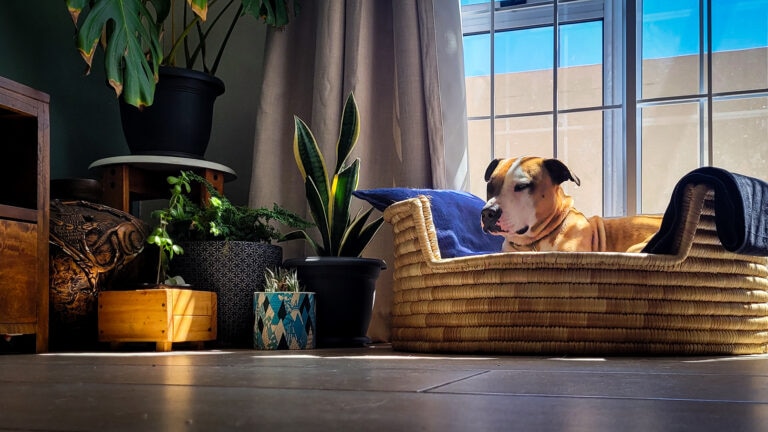 are snake plants toxic to dogs: dog lying next to snake plant