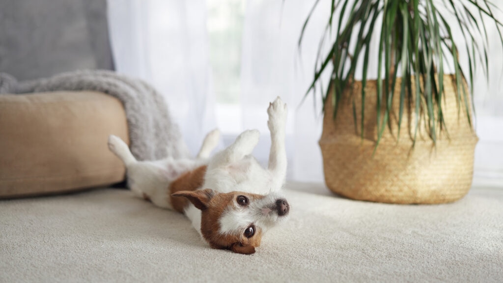 are spider plants toxic to dogs: dog on their back near a spider plant
