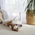 Are Spider Plants Toxic to Dogs?