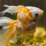 How To Tell if a Fish Is Sick